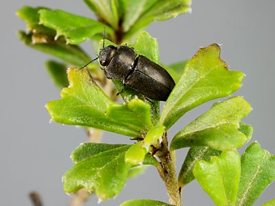 Anilara subcostata, PL4397B, male, on Pomaderris obcordata (for photo), SE
